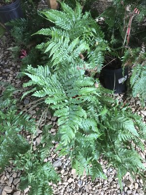 Fern, Dryopteris erythrosora 'Autumn Brillianceâ„¢' 1G