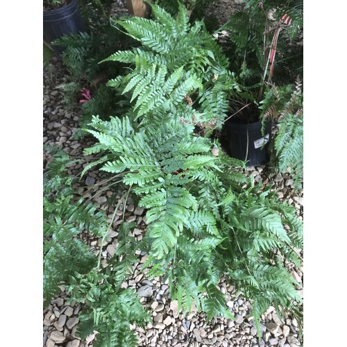 Fern, Dryopteris erythrosora 'Autumn Brillianceâ„¢' 1G