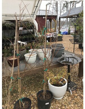 Crape Myrtle, Sioux (Pink) 3G