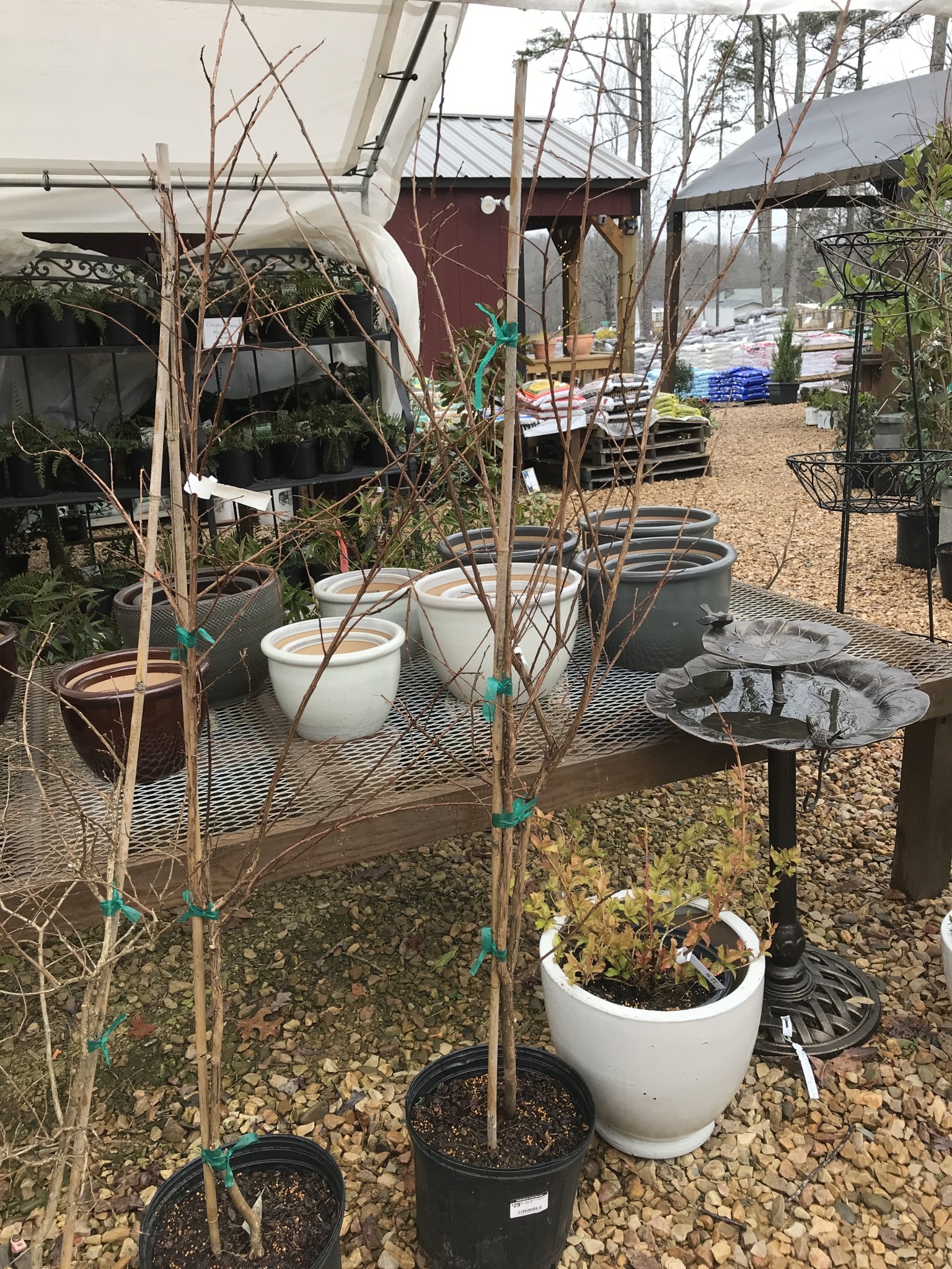 CRAPE MYRTLE, Sioux 3G