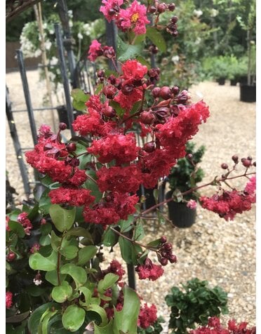 Crape Myrtle, Lagerstroemia indica 'Whit II' Dynamite® (Red) 7G