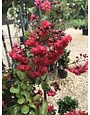 Crape Myrtle, Lagerstroemia indica 'Whit II' Dynamite® (Red) 7G