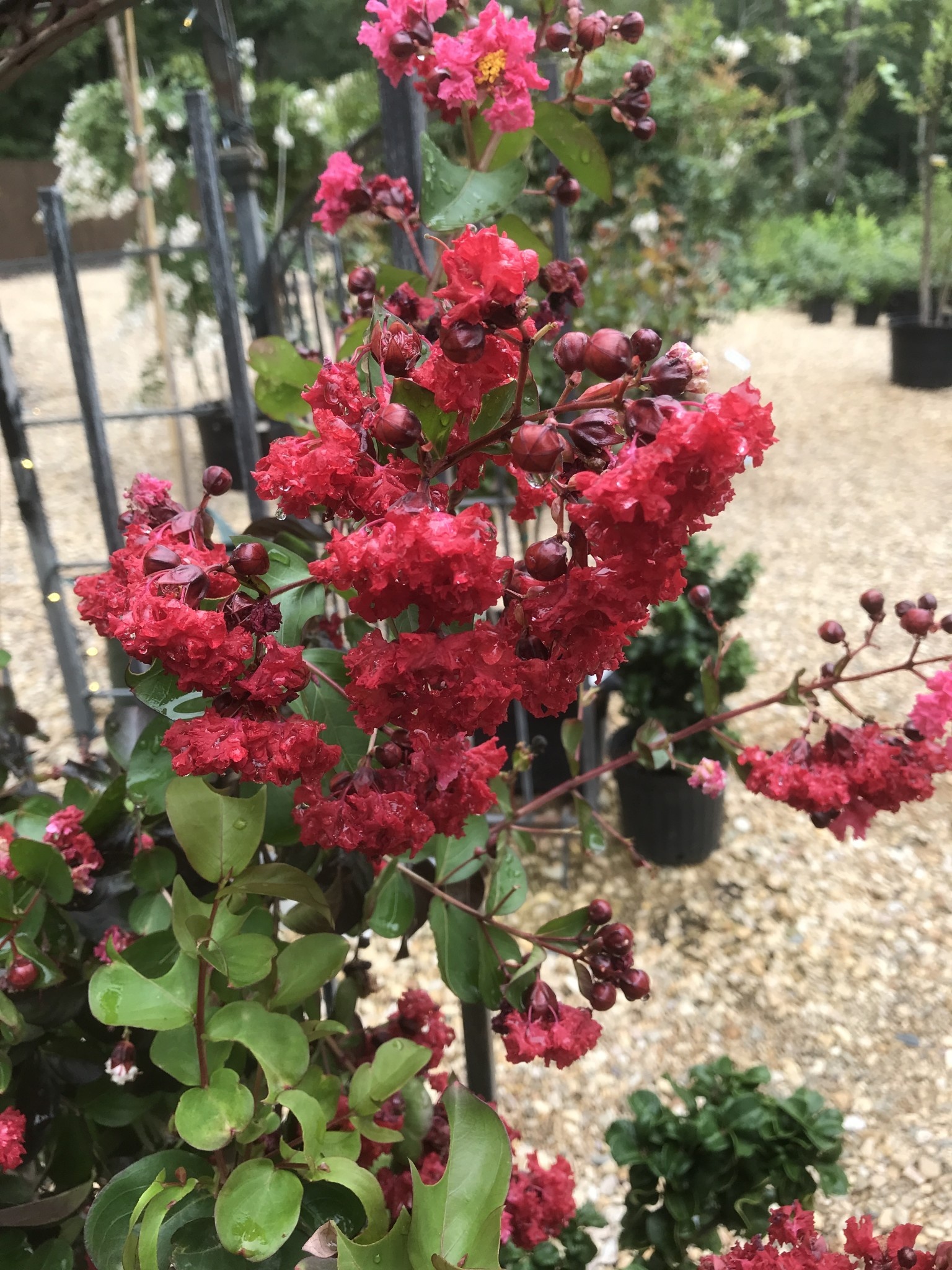 Crape Myrtle, Lagerstroemia indica 'Whit II' Dynamite® (Red) 7G