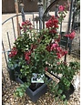 Crape Myrtle, Lagerstroemia indica 'Whit II' Dynamite® (Red) 7G