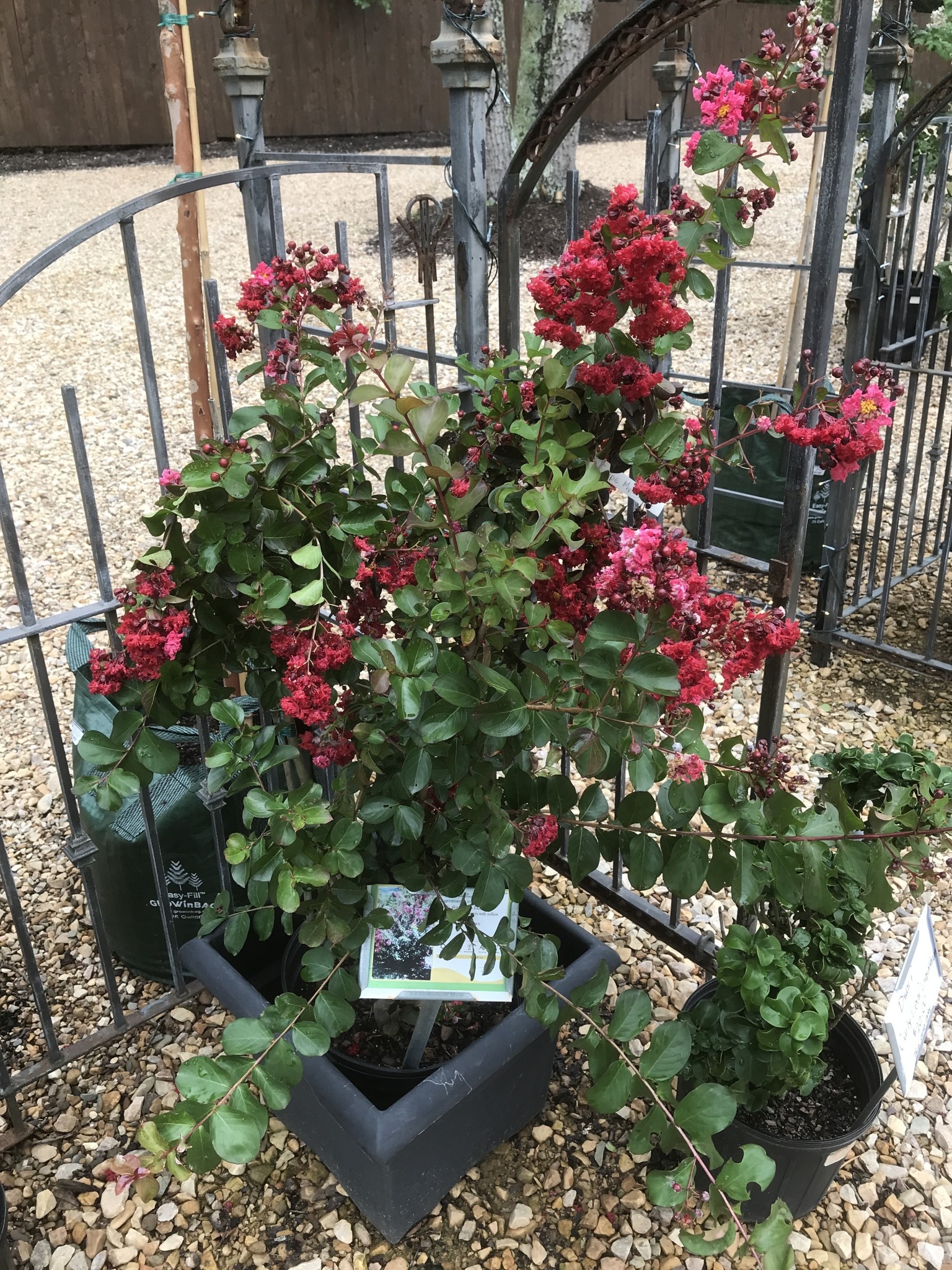 Crape Myrtle, Lagerstroemia indica 'Whit II' Dynamite® (Red) 7G