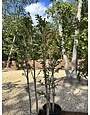 Tuscarora Crape Myrtle -- Lagerstroemia indica x fauriei 'Tuscarora'