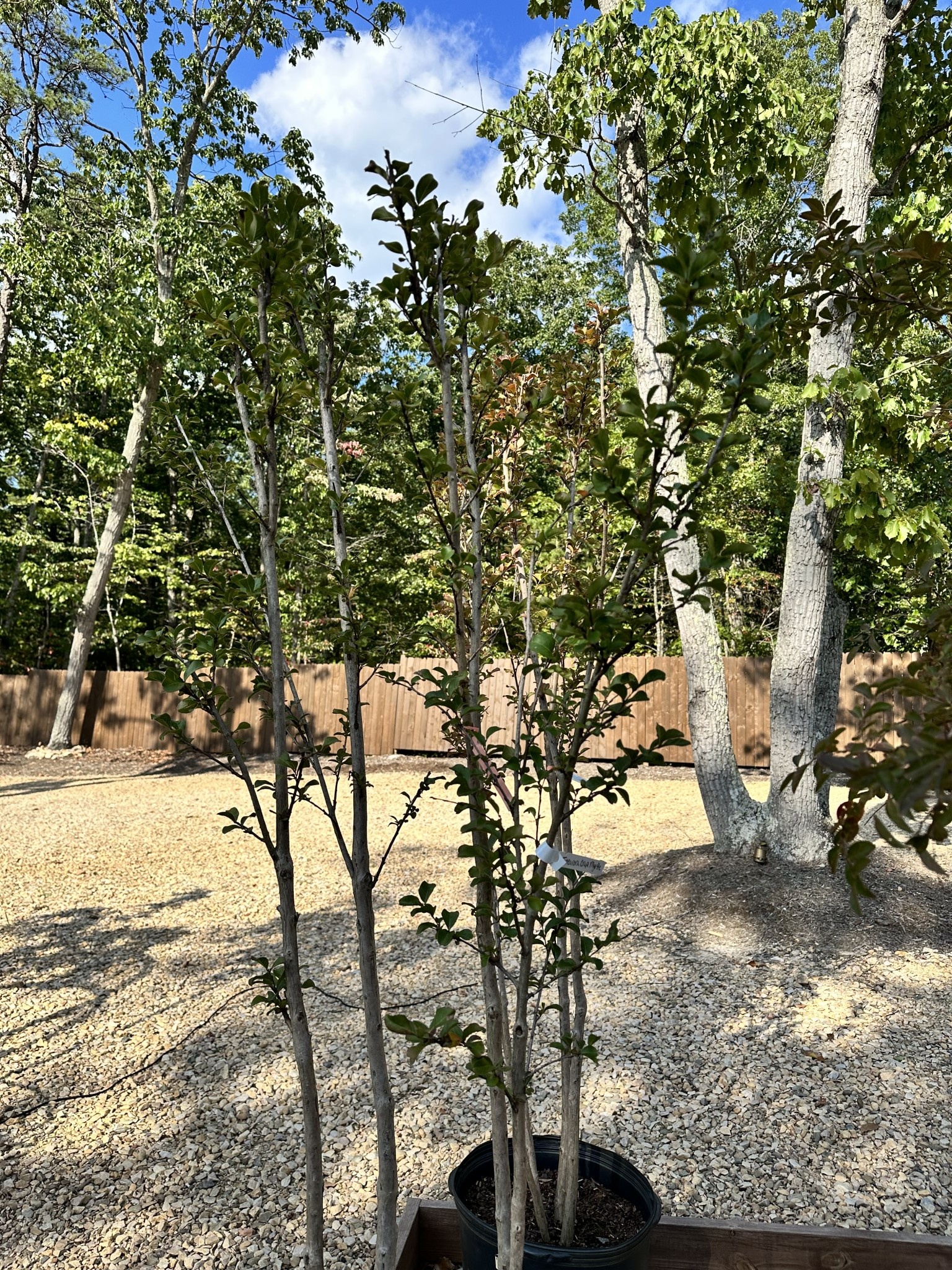 Tuscarora Crape Myrtle -- Lagerstroemia indica x fauriei 'Tuscarora'