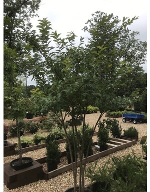 Muskogee Crape Myrtle