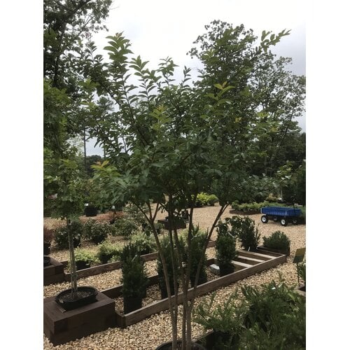 Muskogee Crape Myrtle