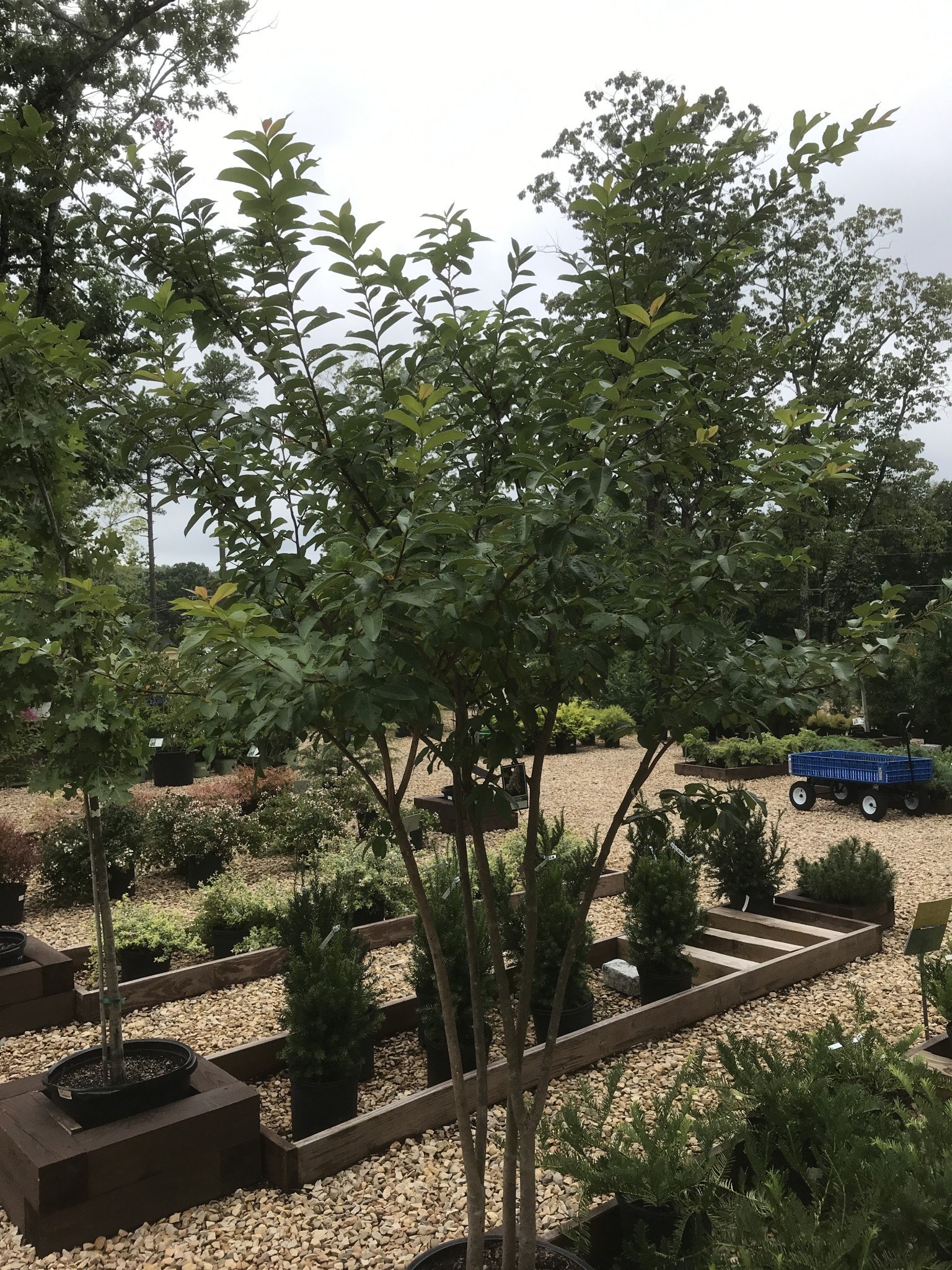 Muskogee Crape Myrtle -- Lagerstroemia indica 'Muskogee'