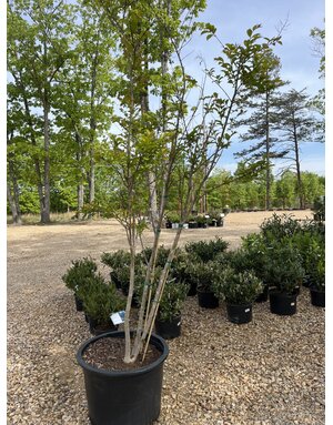 Crape Myrtle, Lagerstroemia indica x fauriei 'Natchez' (White) 25G
