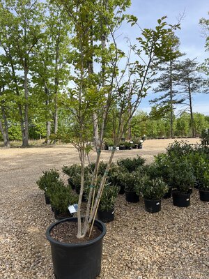 Crape Myrtle, Lagerstroemia indica x fauriei 'Natchez' (White) 25G