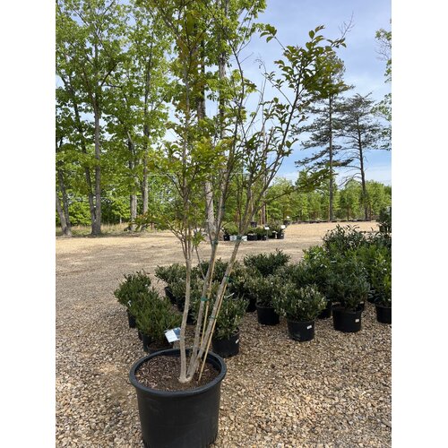 Crape Myrtle, Lagerstroemia indica x fauriei 'Natchez' (White) 25G