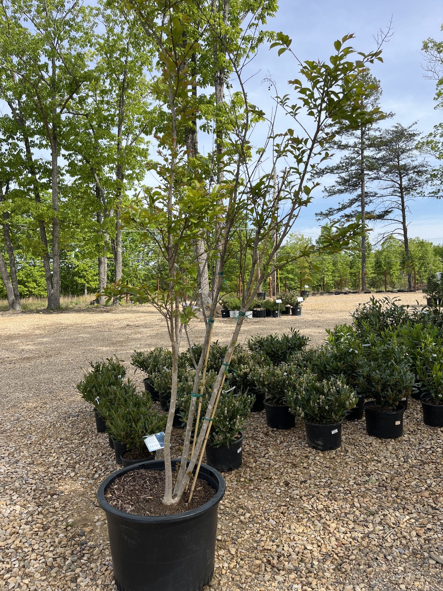 Crape Myrtle, Lagerstroemia indica x fauriei 'Natchez' (White) 25G
