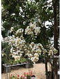 Crape Myrtle, Lagerstroemia indica x fauriei 'Natchez' (White) 25G