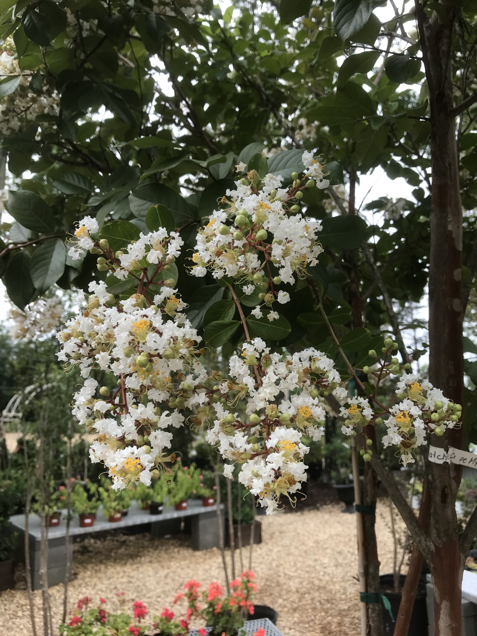 Crape Myrtle, Lagerstroemia indica x fauriei 'Natchez' (White) 25G