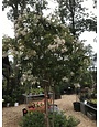 Crape Myrtle, Lagerstroemia indica x fauriei 'Natchez' (White) 25G