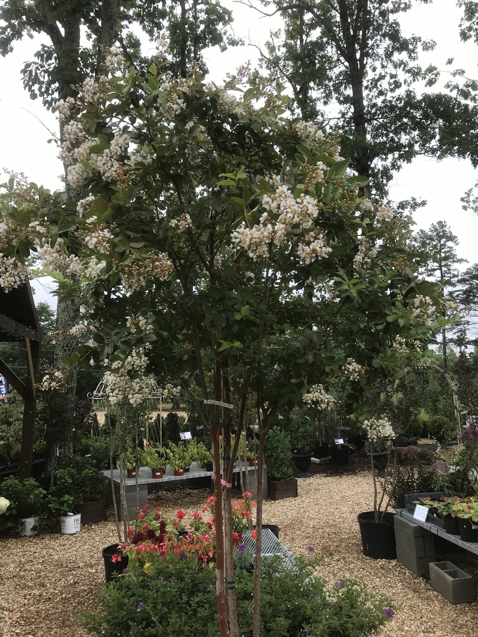 Crape Myrtle, Lagerstroemia indica x fauriei 'Natchez' (White) 25G