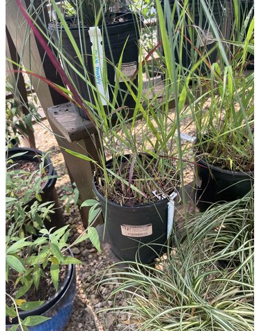 Switchgrass, Panicum virgatum 'Shenandoah' Red 3G NATIVE