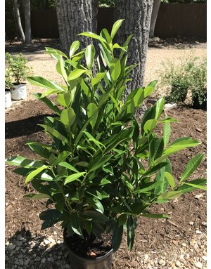 Schip Cherry Laurel 5G-- Prunus laurocerasus 'Schipkaensis'