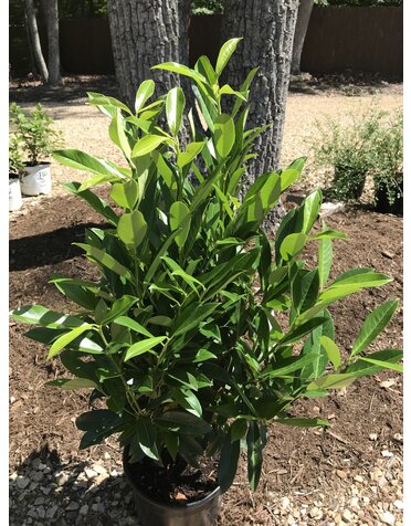 Schip Cherry Laurel 5G-- Prunus laurocerasus 'Schipkaensis'