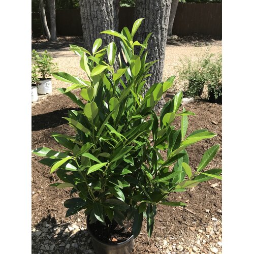 Cherry Laurel, Prunus laurocerasus 'Schipkaensis' Schip / Skip 5G