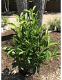 Cherry Laurel, Prunus laurocerasus 'Schipkaensis' Schip / Skip 5G