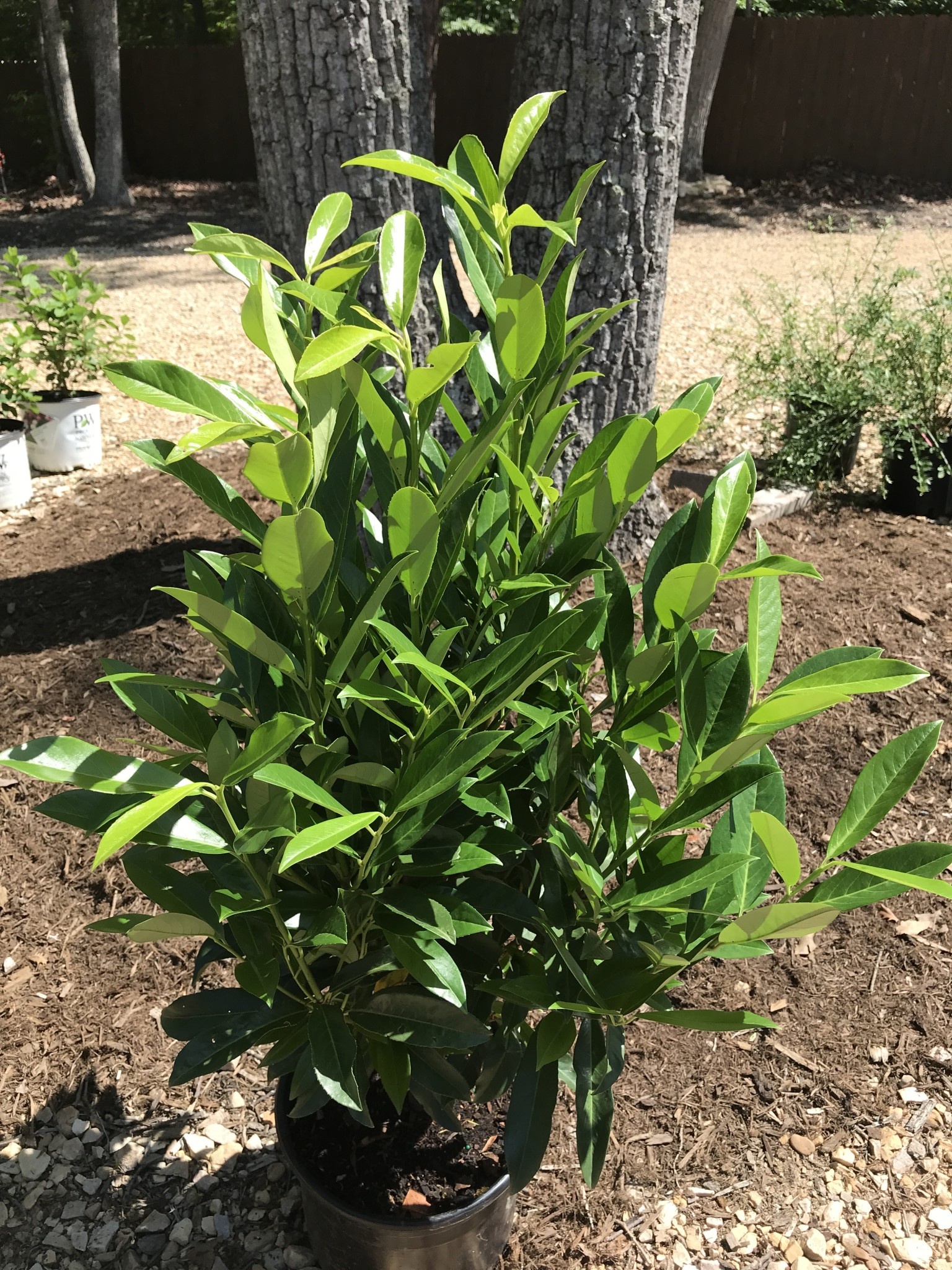 Cherry Laurel, Prunus laurocerasus 'Schipkaensis' Schip / Skip 5G