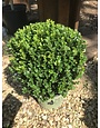 Boxwood, Buxus 'SB300' NewGen Freedom® 3G
