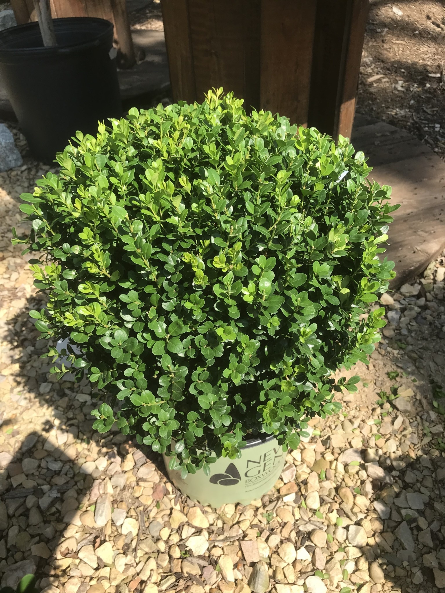 Boxwood NewGen Freedom, 3G