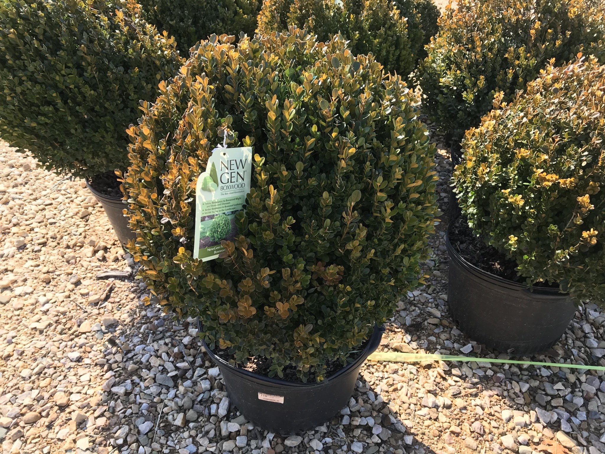 Boxwood NewGen Freedom, 3G