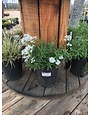 Iberis, Candytuft, Snowflake 1G