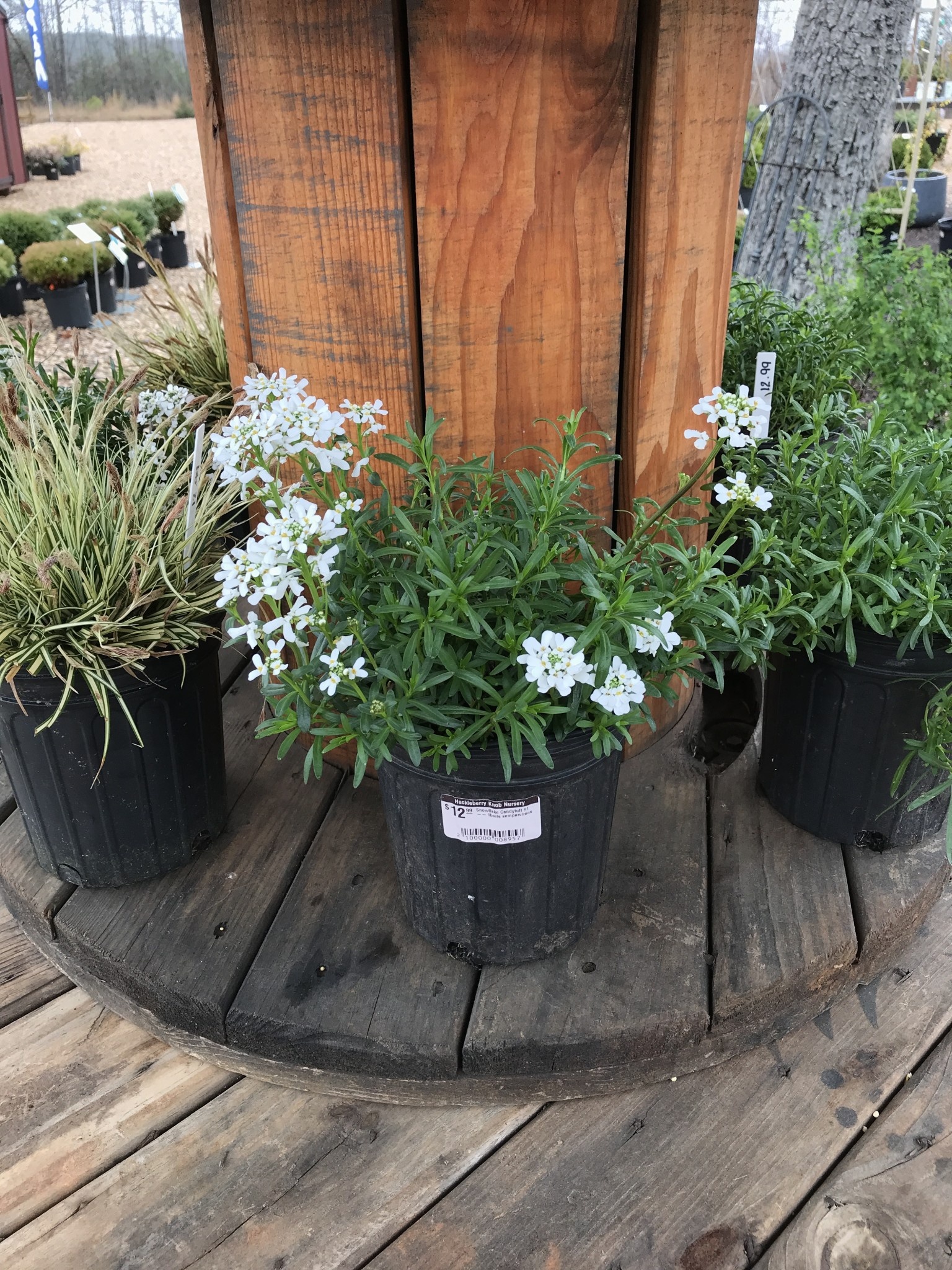 Candytuft, Iberis sempervirens 'Snowflake' 1G