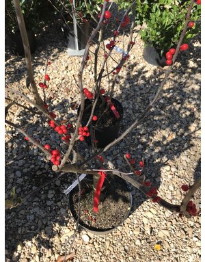 Holly, Ilex verticillata 'Winter Red' (Winterberry) 3G - native