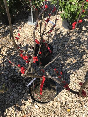 Holly, Ilex verticillata 'Winter Red' (Winterberry) 3G - native