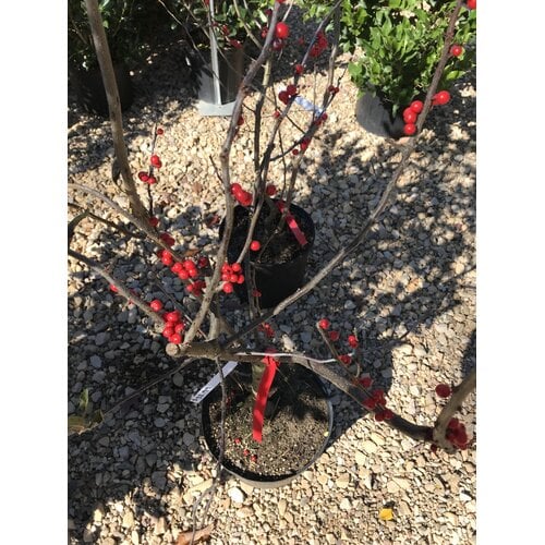 Holly, Ilex verticillata 'Winter Red' (Winterberry) 3G - native