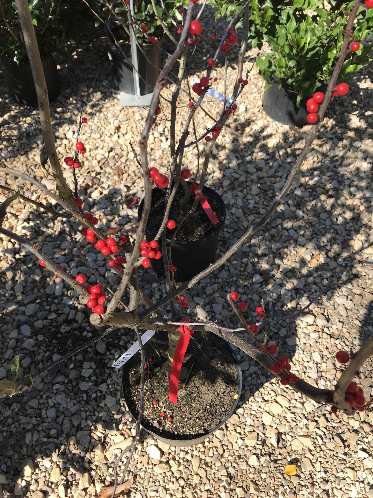 Holly, Ilex verticillata 'Winter Red' (Winterberry) 3G - native