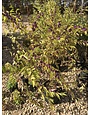 Callicarpa  Purple Beautyberry 'Issai' 3G