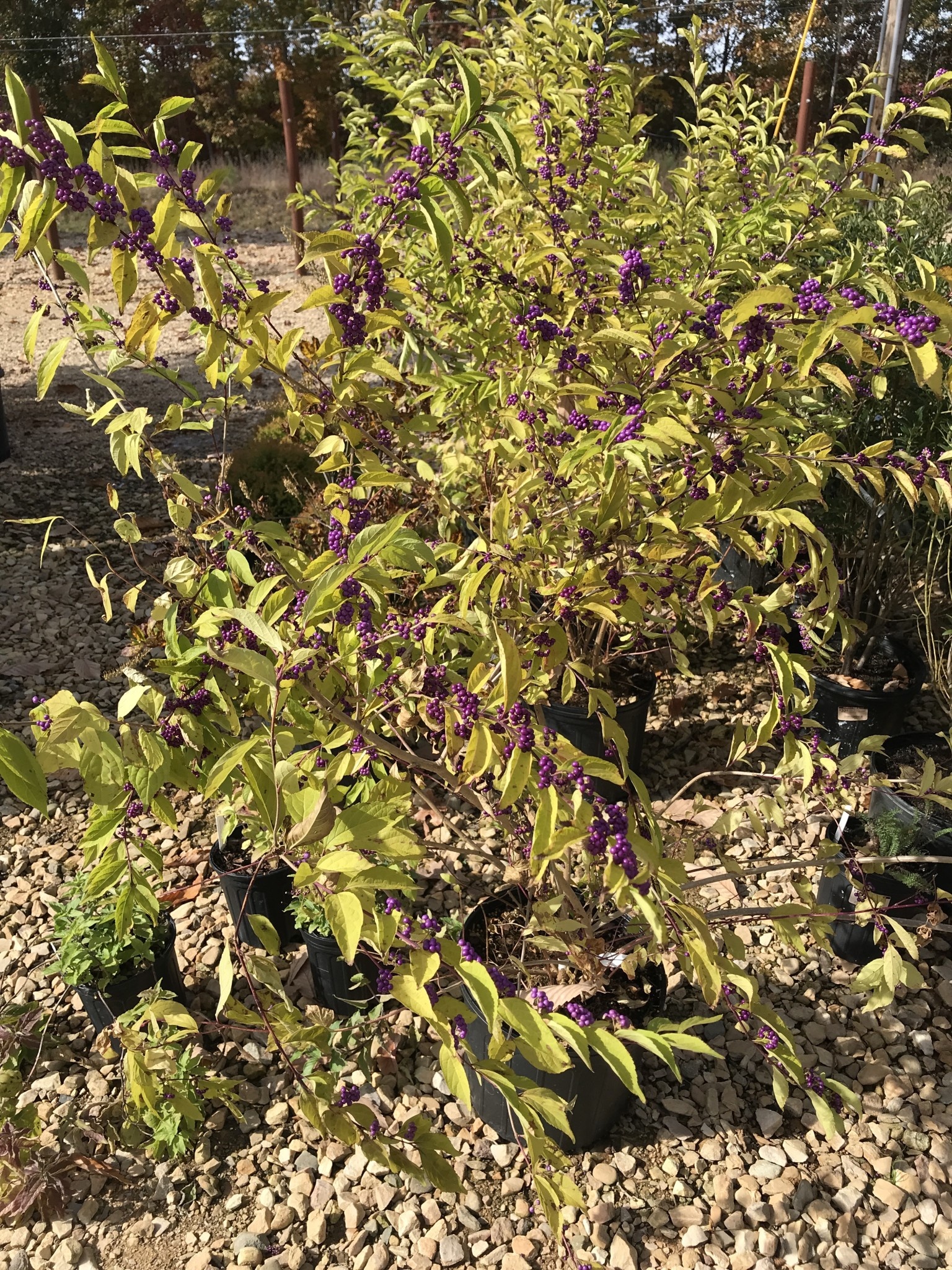Beautyberry, Callicarpa dichotoma 'Issai' (Purple Berry) 3G