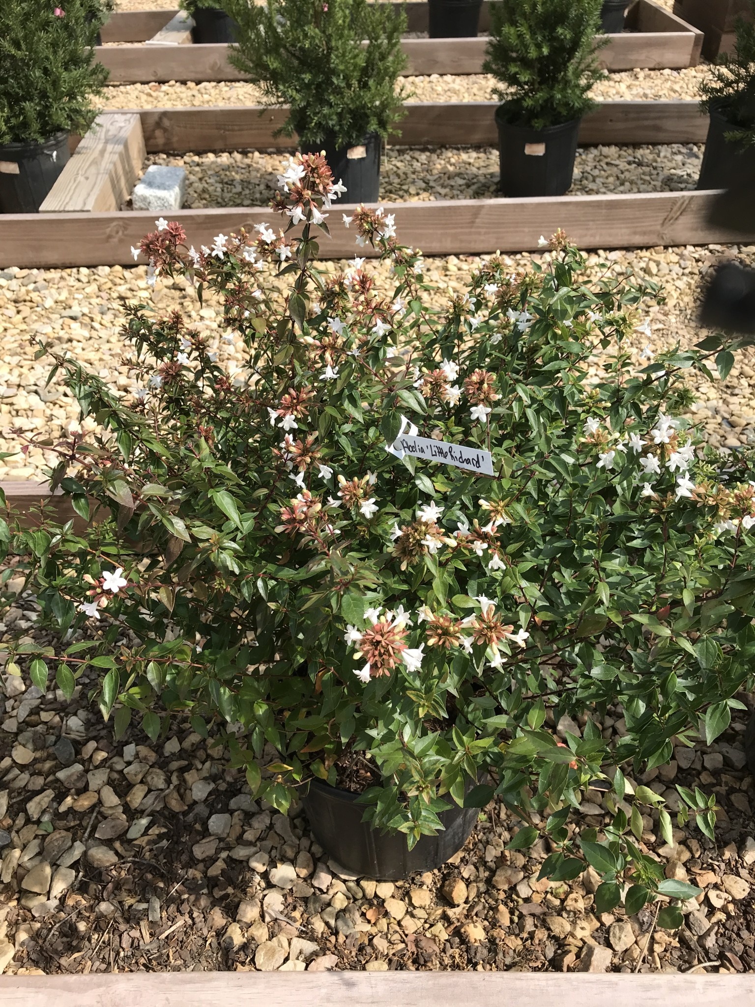 Abelia x grandiflora 'Little Richard' 3G