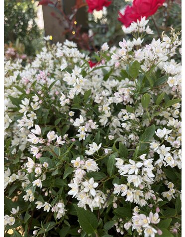 Deutzia, Deutzia x 'NCDX2' Yuki Cherry BlossomÂ® 3G