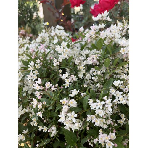 Deutzia, Deutzia x 'NCDX2' Yuki Cherry BlossomÂ® 3G