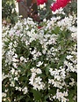 Deutzia Yuki Cherry Blossom #3
