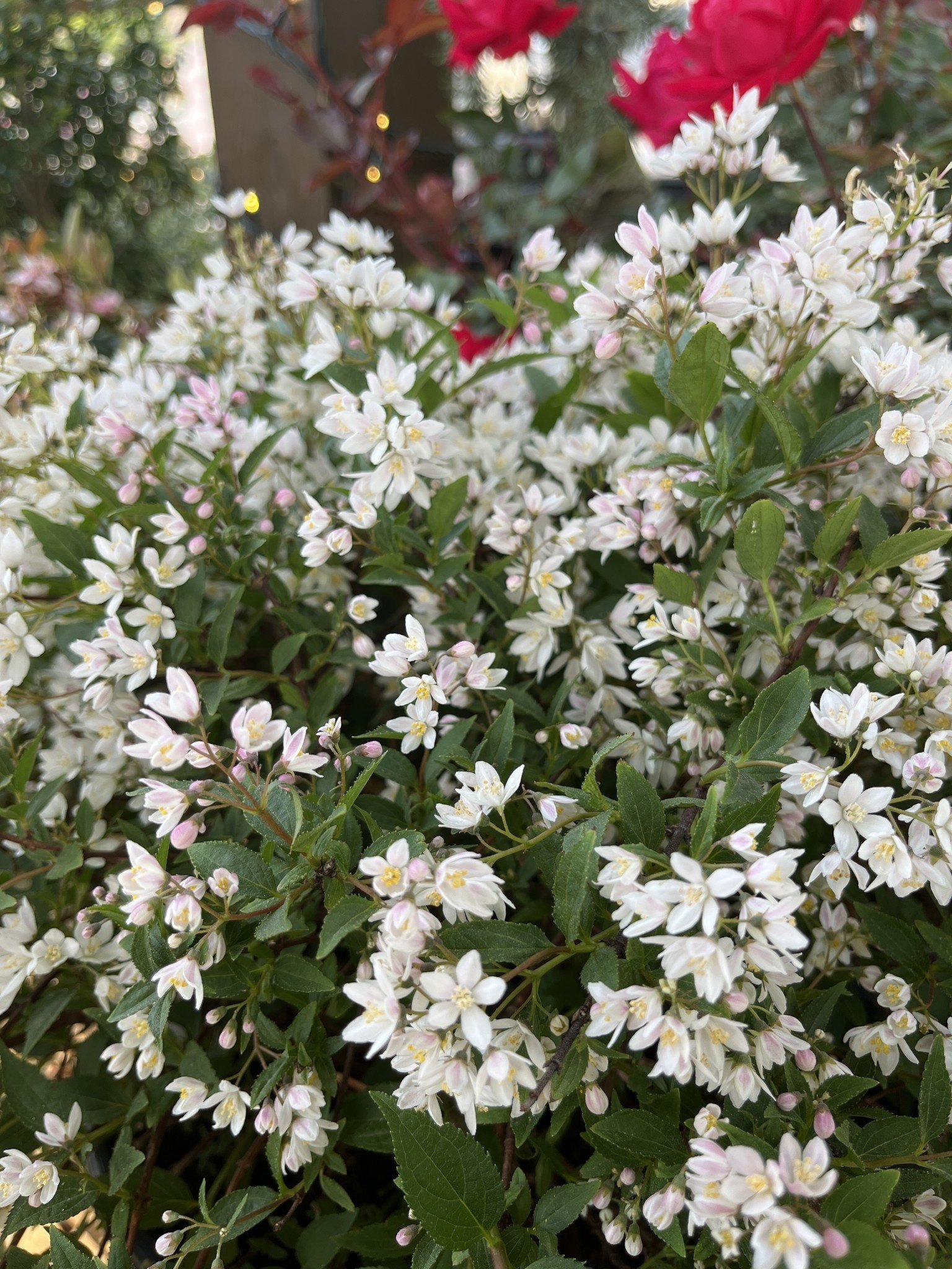 Deutzia, Deutzia x 'NCDX2' Yuki Cherry Blossom® 3G