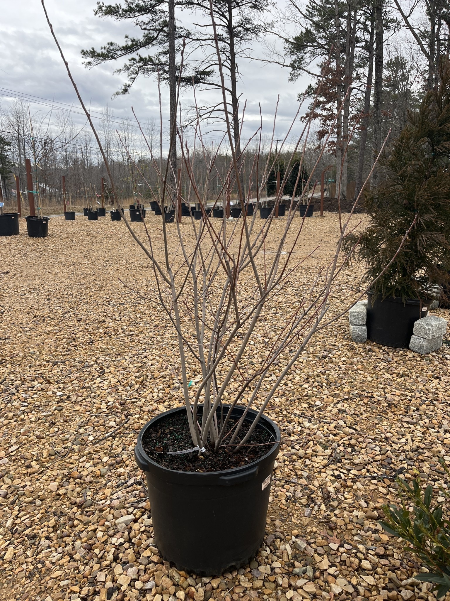 Autumn Brilliance Serviceberry #25 -- Amelanchier x grandiflora 'Autumn Brilliance' MULTI -STEM