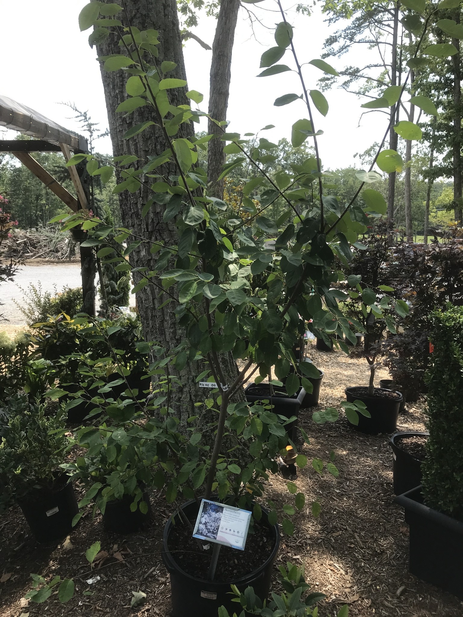 Serviceberry, Amelanchier x grandiflora 'Autumn Brilliance' (Multi-Stem) 25G