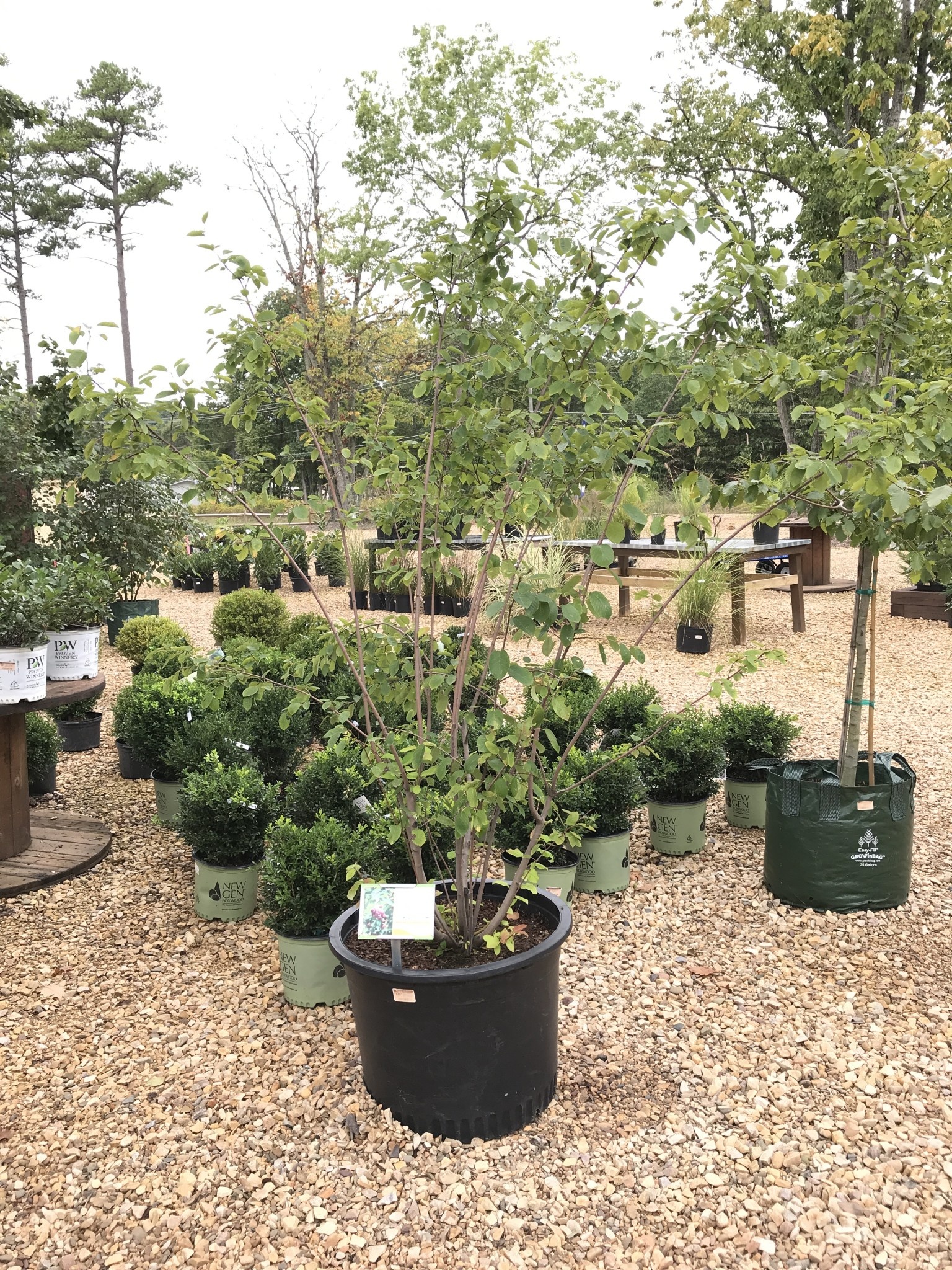 Autumn Brilliance Serviceberry #25 -- Amelanchier x grandiflora 'Autumn Brilliance' MULTI -STEM
