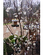 Autumn Brilliance Serviceberry #25 -- Amelanchier x grandiflora 'Autumn Brilliance' MULTI -STEM