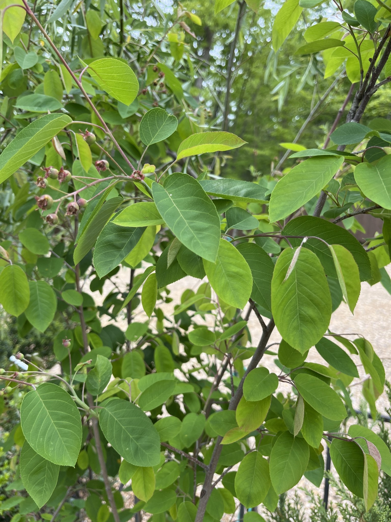 Autumn Brilliance Serviceberry #25 -- Amelanchier x grandiflora 'Autumn Brilliance' MULTI -STEM