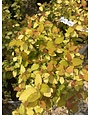 Proven Winner Spirea, Spiraea japonica 'NCSX1' Double Play® Candy Corn® 3G
